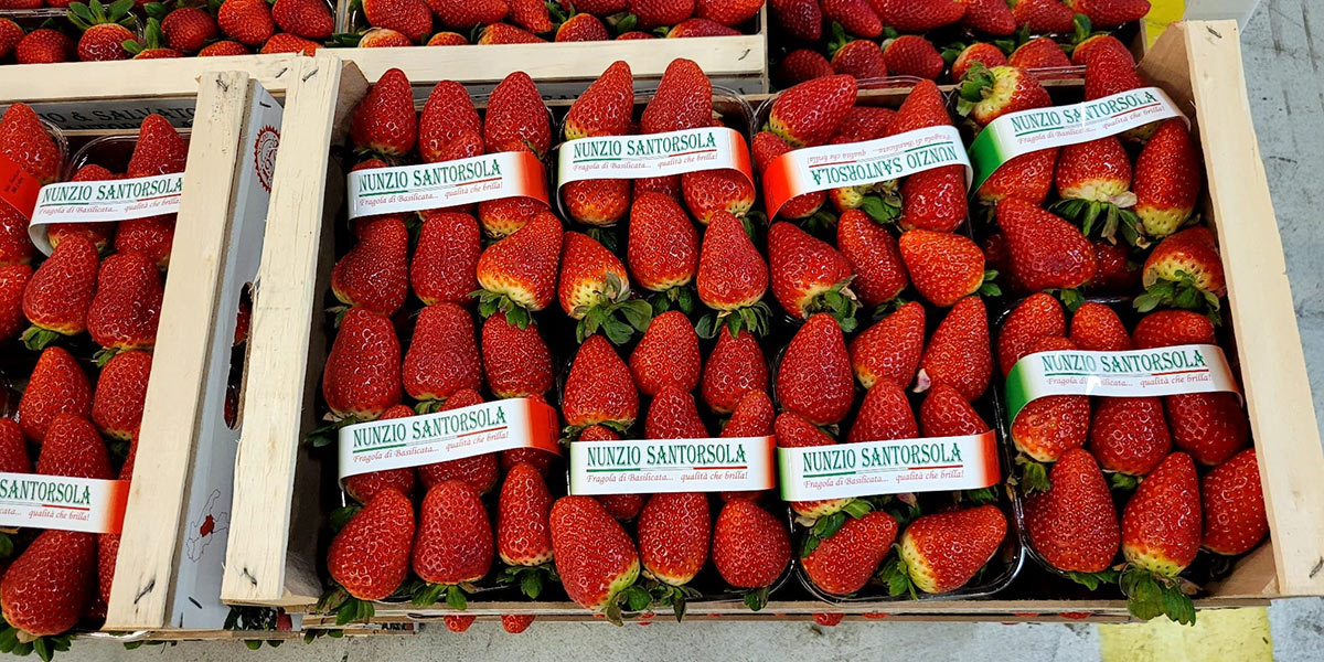 Fragole, il gelo fa decollare i prezzi